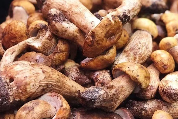 牛肝菌臘腸胡蘿卜燜飯的禁忌人群