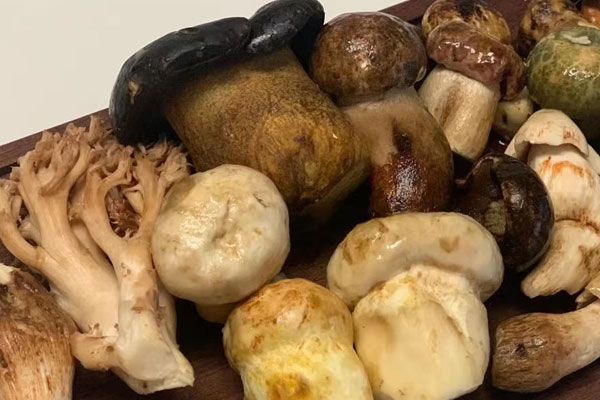 牛肝菌雜菌火腿湯的營養(yǎng)價值 牛肝菌雜菌火腿湯的營養(yǎng)價值