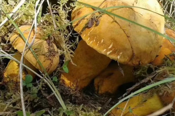 牛肝菌雜菌火腿湯的食用禁忌 牛肝菌雜菌火腿湯的食用禁忌