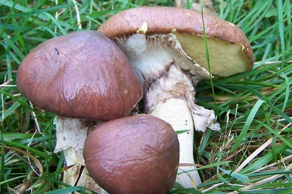 褐環(huán)乳牛肝菌能吃嗎，褐環(huán)粘蓋牛肝菌可以吃嗎