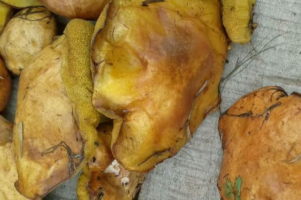 黃粘蓋牛肝菌是松蘑嗎，白柄粘蓋牛肝菌能吃嗎