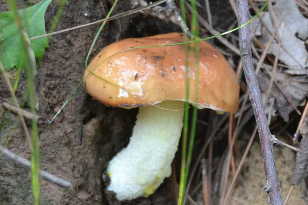 白柄粘蓋牛肝菌可以吃嗎 白柄粘蓋牛肝菌可以吃嗎