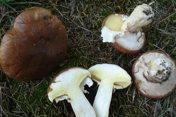 褐環(huán)粘蓋牛肝菌能吃嗎 褐環(huán)粘蓋牛肝菌能吃嗎