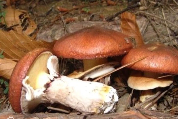 褐環(huán)乳牛肝菌含有哪些營(yíng)養(yǎng)成分 褐環(huán)乳牛肝菌含有哪些營(yíng)養(yǎng)成分