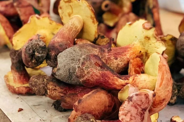 牛肝菌具有藥用價值嗎 牛肝菌具有藥用價值嗎