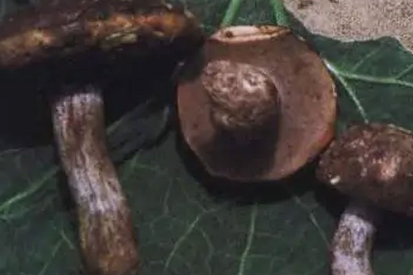 綠蓋粉孢牛肝菌有毒性嗎 綠蓋粉孢牛肝菌有毒性嗎