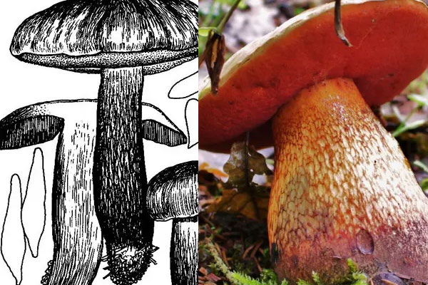 綠蓋粉孢牛肝菌有毒嗎，紅網(wǎng)牛肝菌有毒嗎