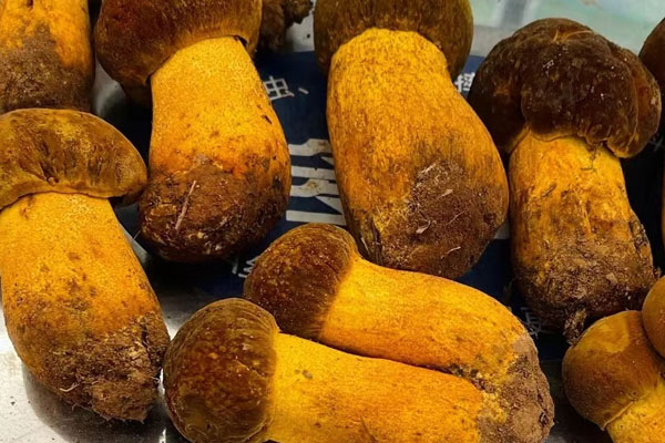 牛肝菌喜歡堿性土壤還是酸性土壤 牛肝菌喜歡堿性土壤還是酸性土壤