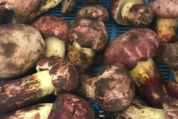 超市賣的牛肝菌有毒嗎，曬干的牛肝菌會中毒嗎