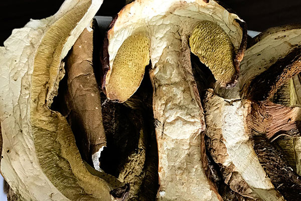 曬干的牛肝菌有毒嗎 曬干的牛肝菌有毒嗎