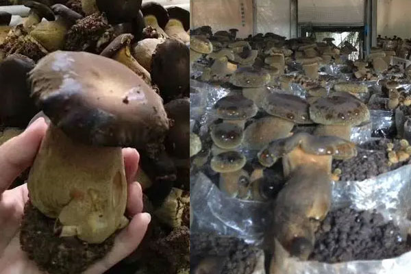 種植牛肝菌會中毒嗎，鮮牛肝菌為什么會中毒