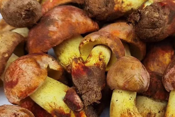 新鮮牛肝菌為什么會(huì)中毒 新鮮牛肝菌為什么會(huì)中毒