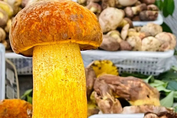 孕婦吃牛肝菌的好處 孕婦吃牛肝菌的好處