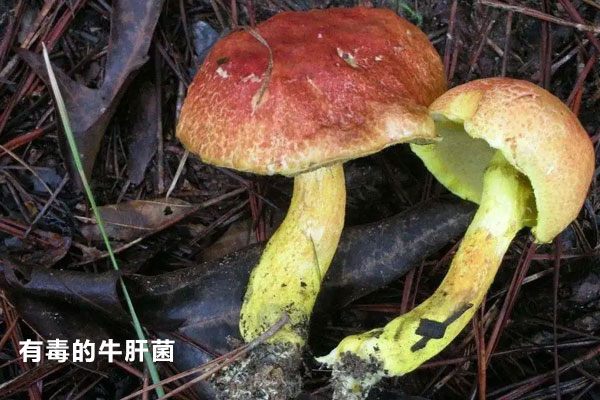 牛肝菌中毒癥狀多久潛伏期 牛肝菌中毒癥狀多久潛伏期