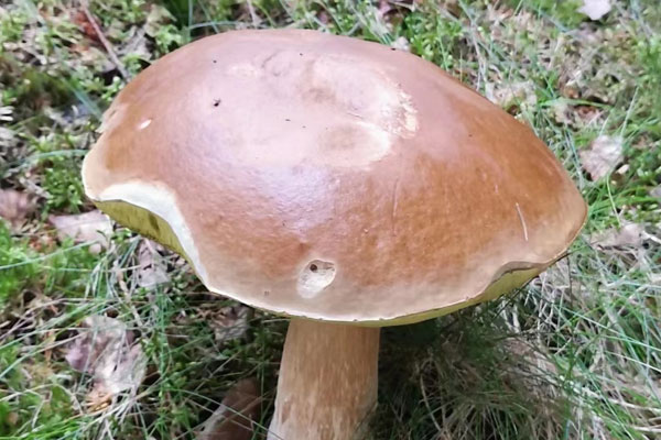 吃牛肝菌多久后開始中毒反應，美味牛肝菌有毒嗎