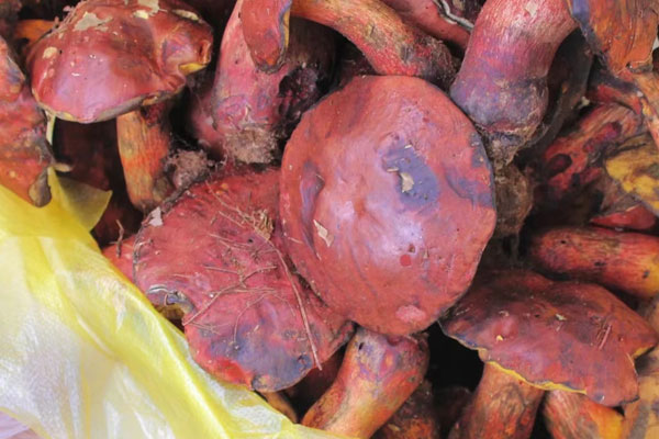 見手青變色可以吃嗎 見手青變色可以吃嗎