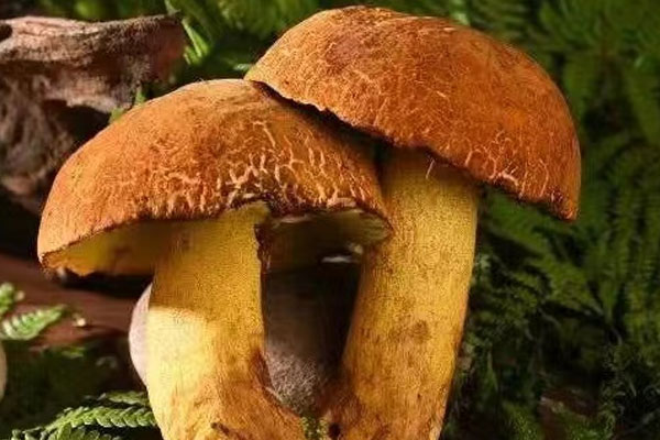 牛肝菌的保存方法 牛肝菌的保存方法