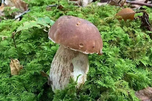 哪種顏色的牛肝菌最好吃，常見牛肝菌的種類