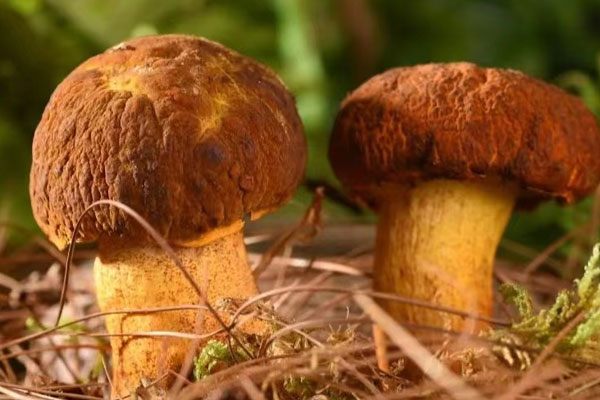 常見牛肝菌的品種 常見牛肝菌的品種