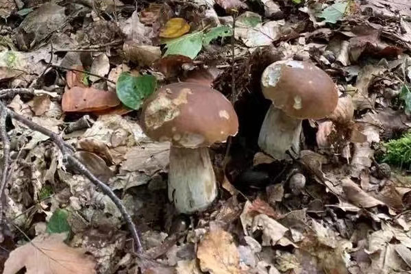 牛肝菌有多久的保質期 牛肝菌有多久的保質期