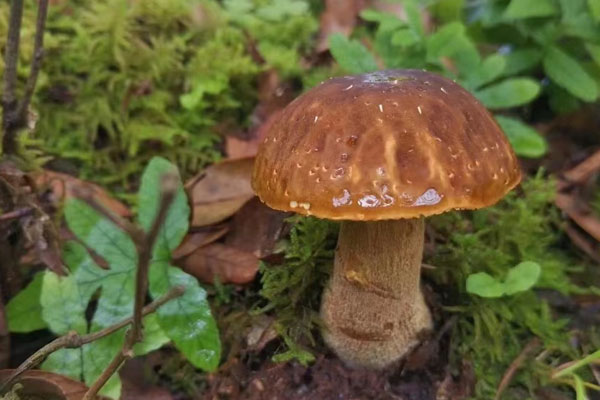 哪種牛肝菌最營養(yǎng)，大腳菇是不是牛肝菌