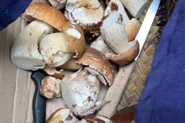 大腳菇是牛肝菌嗎 大腳菇是牛肝菌嗎