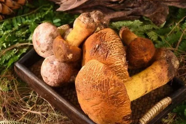 浸泡牛肝菌好嗎 浸泡牛肝菌好嗎