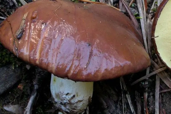 短柄粘蓋牛肝菌有毒性嗎 短柄粘蓋牛肝菌有毒性嗎