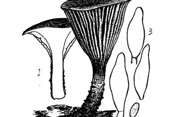 粗柄褶孔牛肝菌可以吃嗎 粗柄褶孔牛肝菌可以吃嗎