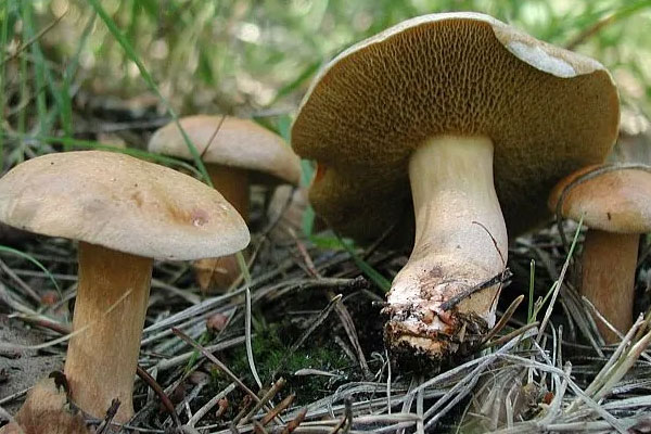 粘蓋牛肝菌有毒性嗎 粘蓋牛肝菌有毒性嗎