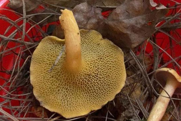 國內(nèi)有沒有粘蓋乳牛肝菌 國內(nèi)有沒有粘蓋乳牛肝菌