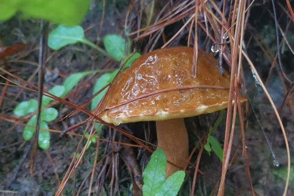 粘蓋牛肝菌有毒嗎，國內(nèi)有粘蓋乳牛肝菌嗎