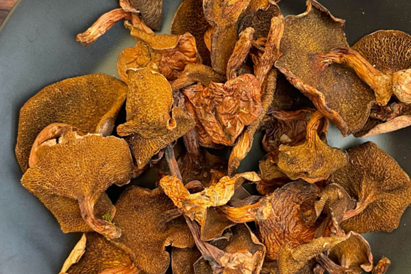 乳牛肝菌有哪些俗稱 乳牛肝菌有哪些俗稱