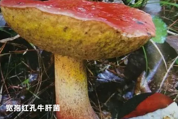 吃了會出現(xiàn)神經(jīng)精神性中毒的牛肝菌類 吃了會出現(xiàn)神經(jīng)精神性中毒的牛肝菌類