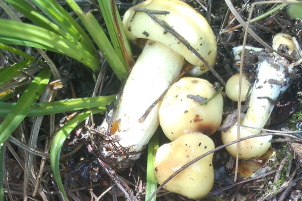 白黃粘蓋牛肝菌可以吃嗎 白黃粘蓋牛肝菌可以吃嗎