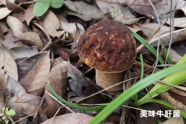 白黃粘蓋牛肝菌有毒嗎，白色牛肝菌有毒嗎