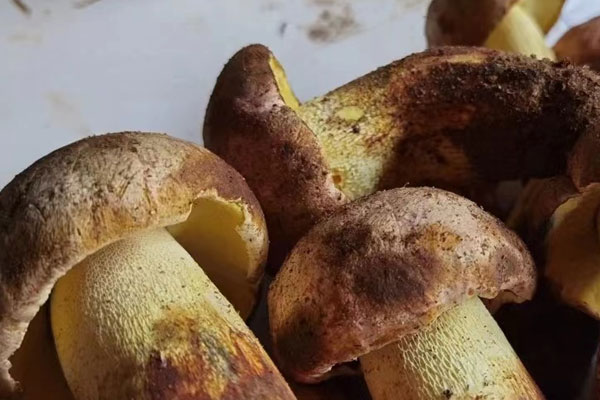 牛肝菌一定要冷藏嗎 牛肝菌一定要冷藏嗎