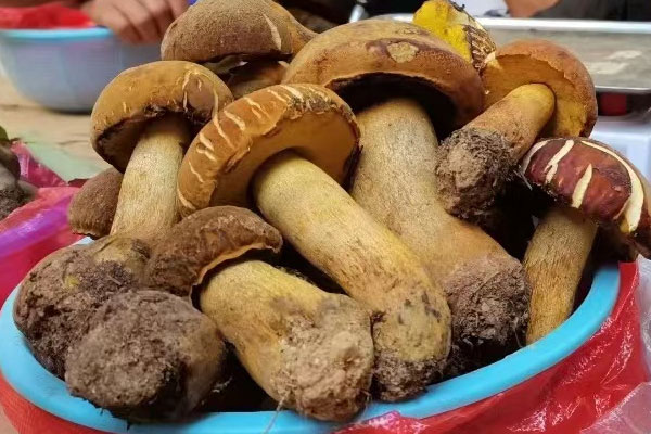 黃牛肝菌怎么做好吃，黃牛肝菌煮湯煮多久