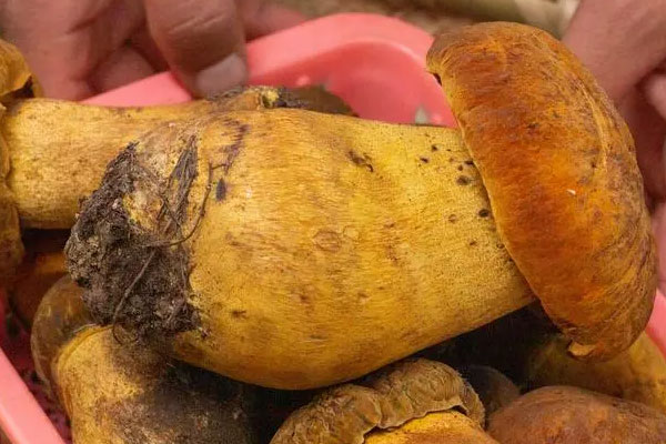 黃牛肝菌煮湯煮多長(zhǎng)時(shí)間 黃牛肝菌煮湯煮多長(zhǎng)時(shí)間