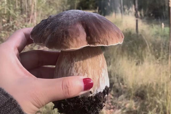 牛肝菌燉牛腩的禁忌人群 牛肝菌燉牛腩的禁忌人群