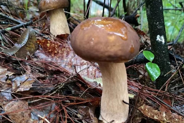 牛肝菌金針菇燜飯?jiān)趺醋龊贸? src=