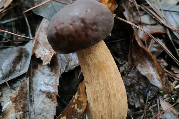 牛肝菌金針菇燜飯的食用禁忌