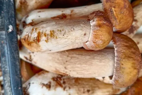 牛肝菌爆炒酸菜的營養(yǎng)價(jià)值 牛肝菌爆炒酸菜的營養(yǎng)價(jià)值