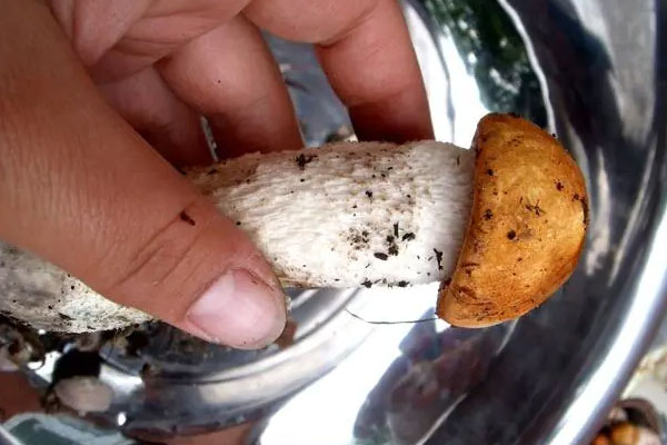 牛肝菌爆炒酸菜的食用禁忌 牛肝菌爆炒酸菜的食用禁忌