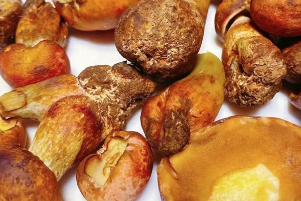 牛肝菌蒜香牛肉的食用禁忌 牛肝菌蒜香牛肉的食用禁忌