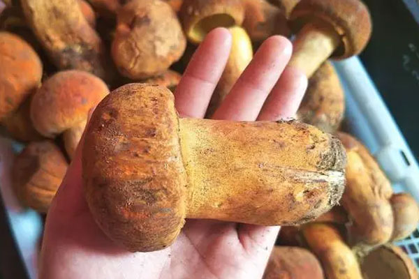 牛肝菌螃蟹香菜粥的功效作用 牛肝菌螃蟹香菜粥的功效作用