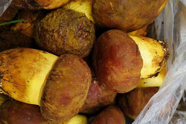 牛肝菌螃蟹香菜粥的食用禁忌 牛肝菌螃蟹香菜粥的食用禁忌