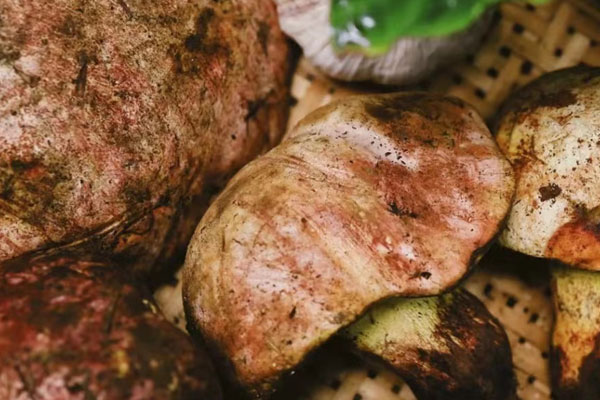 牛肝菌脆咸塔的食用禁忌 牛肝菌脆咸塔的食用禁忌