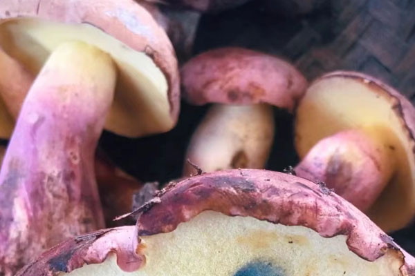 牛肝菌黑松露千層面的功效作用 牛肝菌黑松露千層面的功效作用