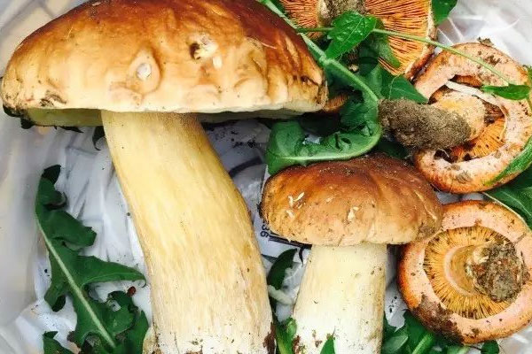 牛肝菌黑松露燜飯的食用禁忌 牛肝菌黑松露燜飯的食用禁忌